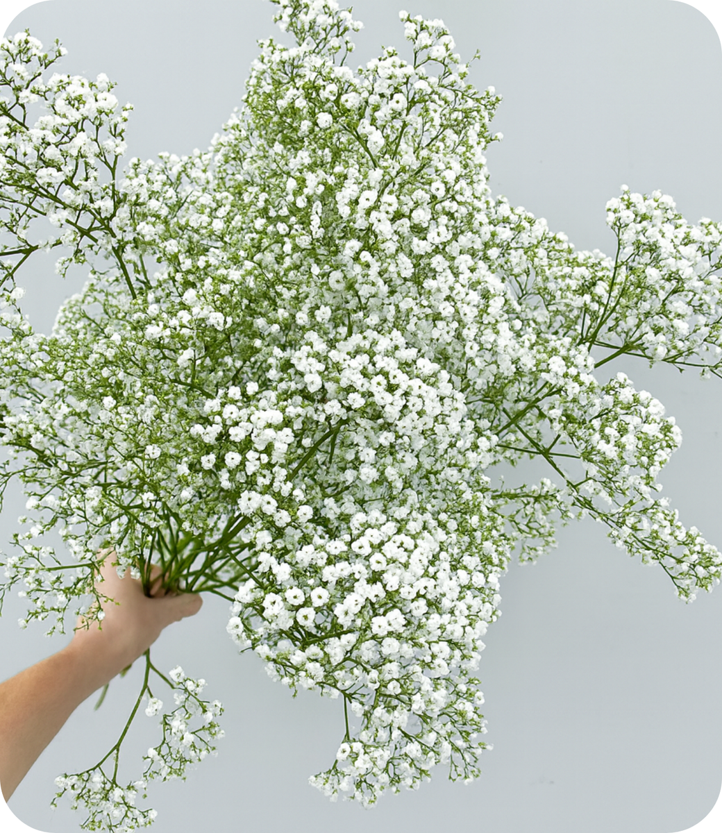 Baby's Breath - Gypso