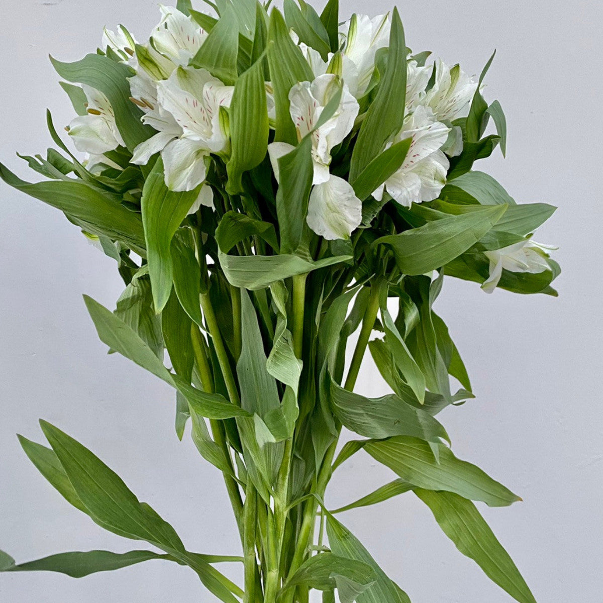 PERUVIAN LILY WHITE - ALSTROEMERIA