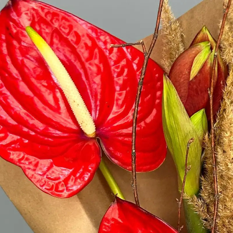 Anthurium Red - Red / 5 - Fresh Cut Flowers