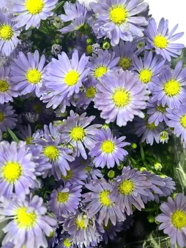 ASTER PURPLE Bouquet- bloombybunches.ca