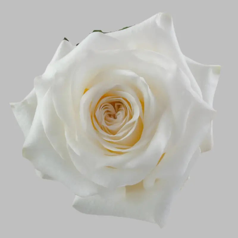 CANDLELIGHT CREAM GARDEN ROSE - bloombybunches