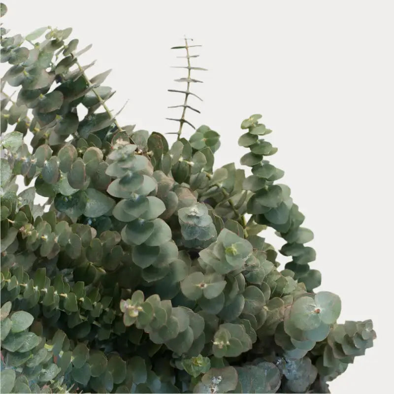 eucalyptus babyblue