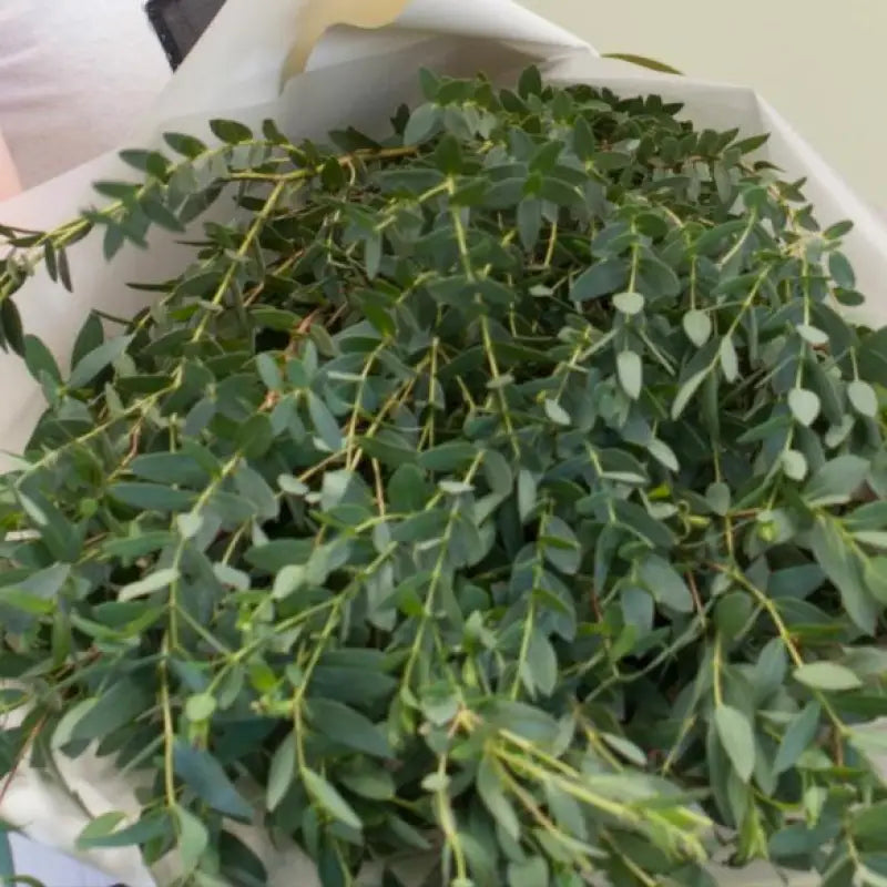 EUCALYPTUS PARVIFOLIA - Green / 50CM / 1 - Fresh Cut Flowers