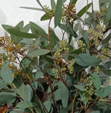 Load image into Gallery viewer, EUCALYPTUS SEEDED - bloombybunches