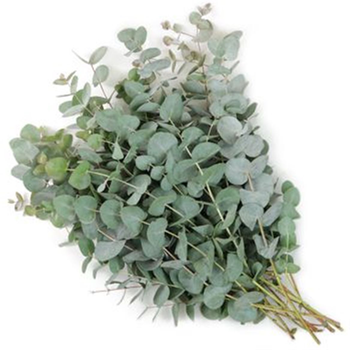 EUCALYPTUS BABY BLUE