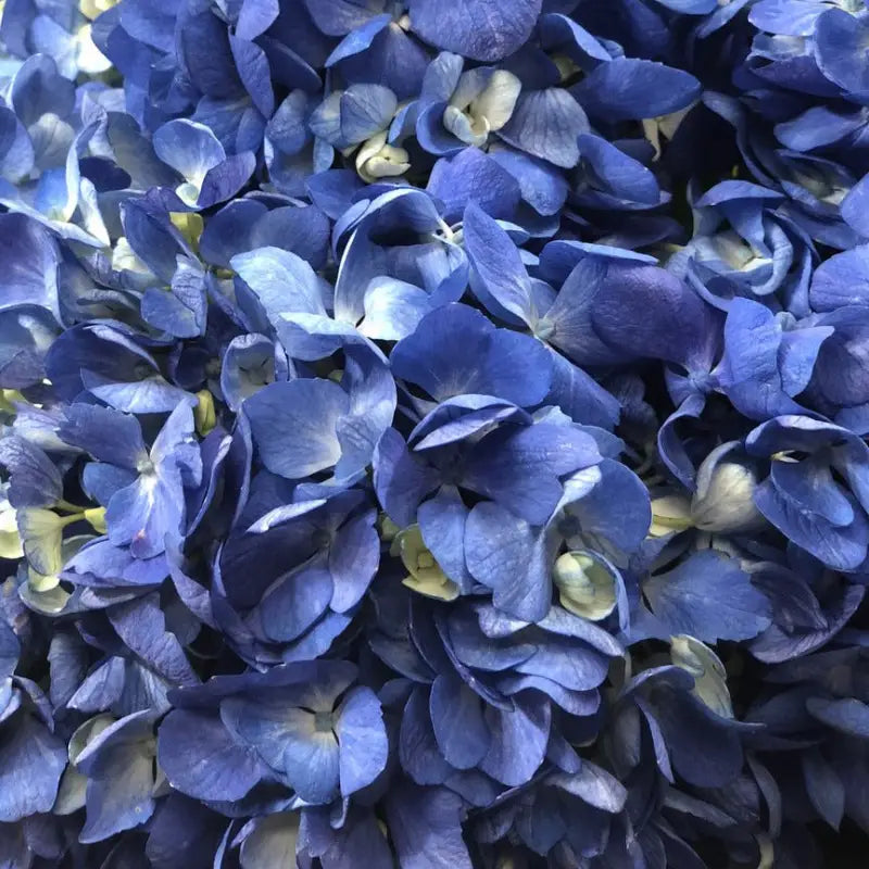 Close-up of shocking blue Premium Hydrangea Bloom (BloombyBunches.ca)