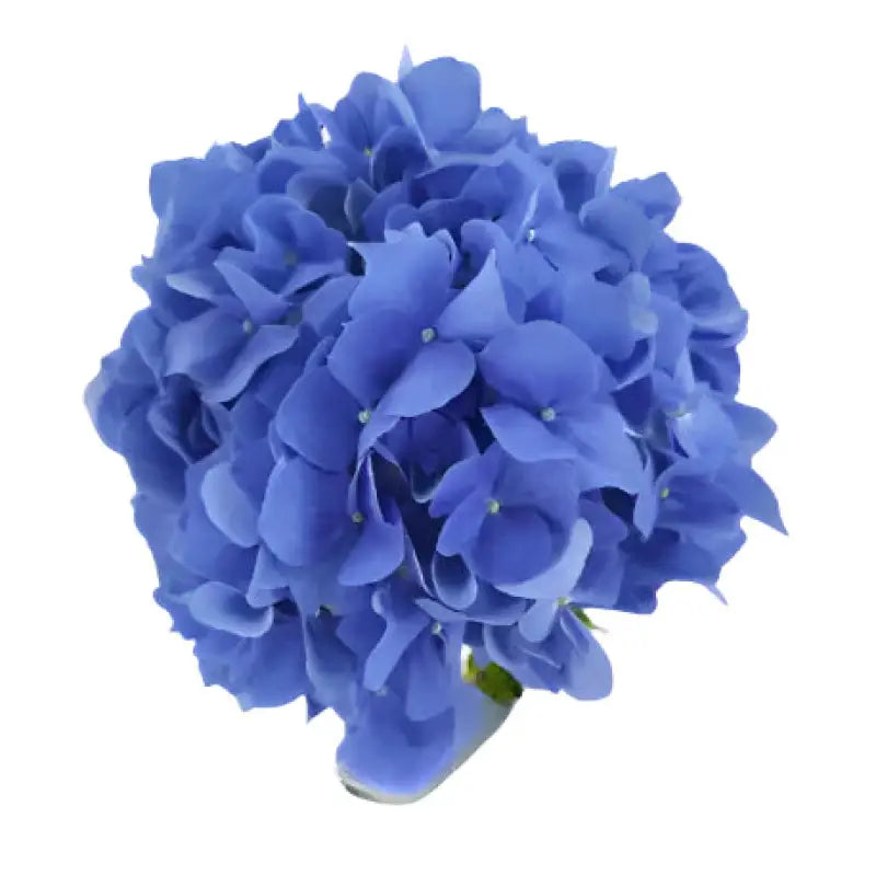 HYDRANGEAS SHOCKING BLUE - bloombybunches