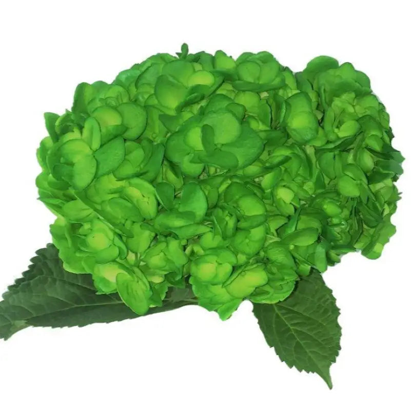 Green Painted Hydrangeas - Large blooms, perfect for weddings and events (BloombyBunches.ca)