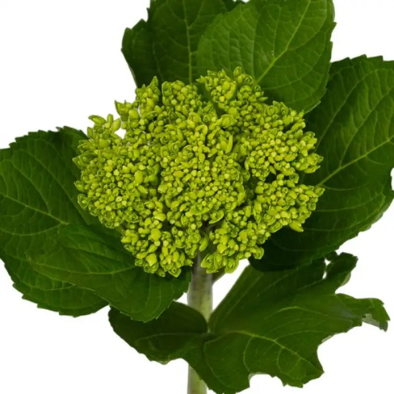 HYDRANGEAS MINI GREEN (Green with Blue Base) - bloombybunches