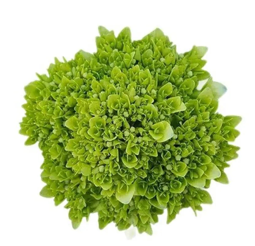 HYDRANGEAS MINI GREEN (Green with Blue Base) - bloombybunches