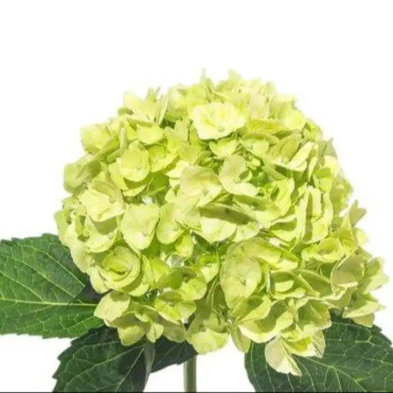 HYDRANGEAS MINI GREEN (minimojito) - bloombybunches