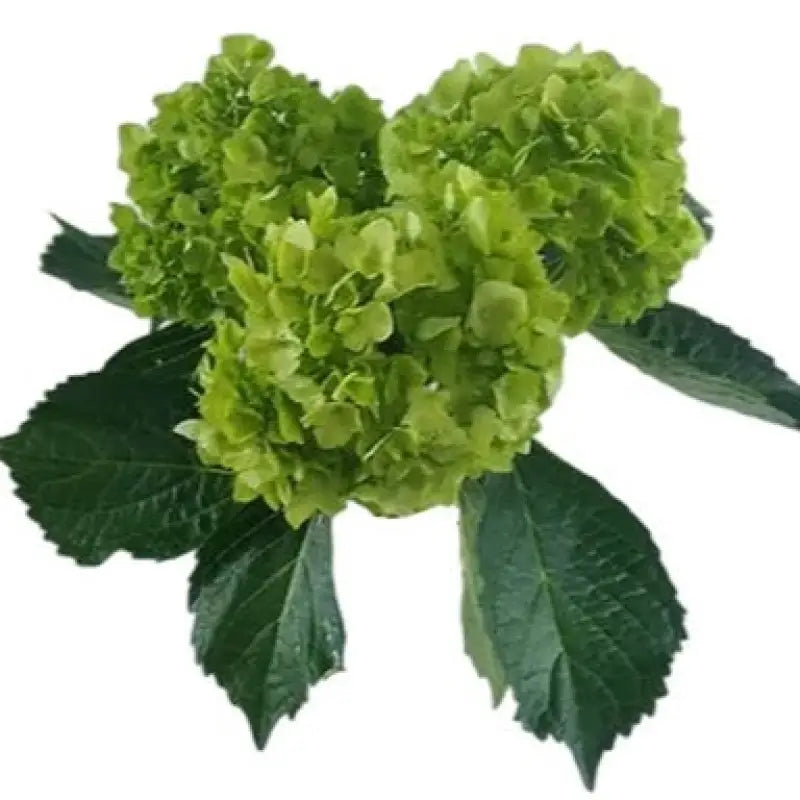 HYDRANGEAS MINI GREEN (minimojito) - bloombybunches