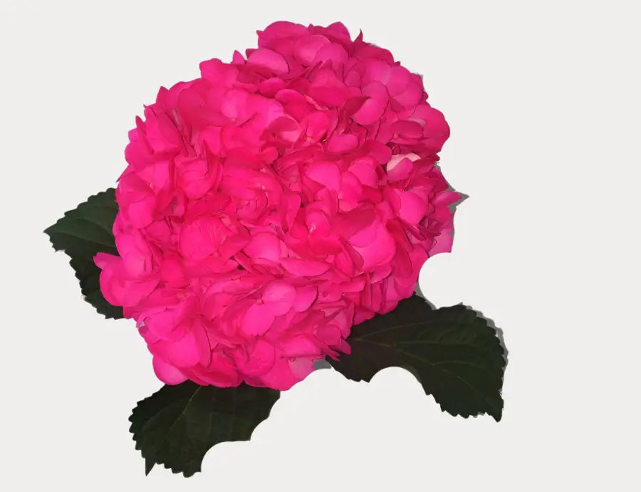 Hot Pink Painted Hydrangeas - Large blooms, perfect for weddings and events (BloombyBunches.ca)