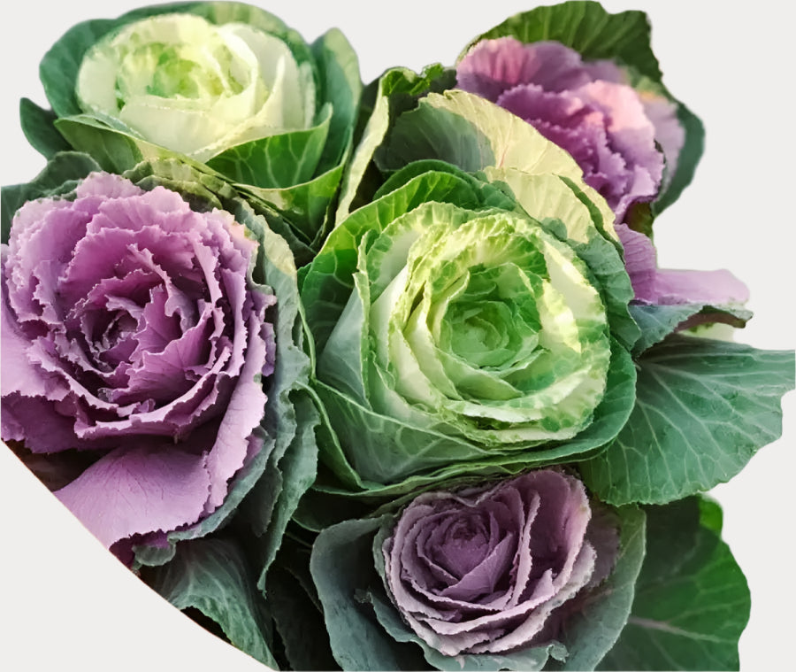 close up of KALE ASSORTED - bloombybunches