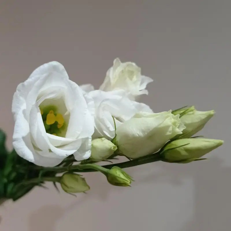 LISIANTHUS WHITE - DIY Wedding & Events Flowers - White / 16 -20 Inch (60 CM) / 10 - Fresh Cut Flowers