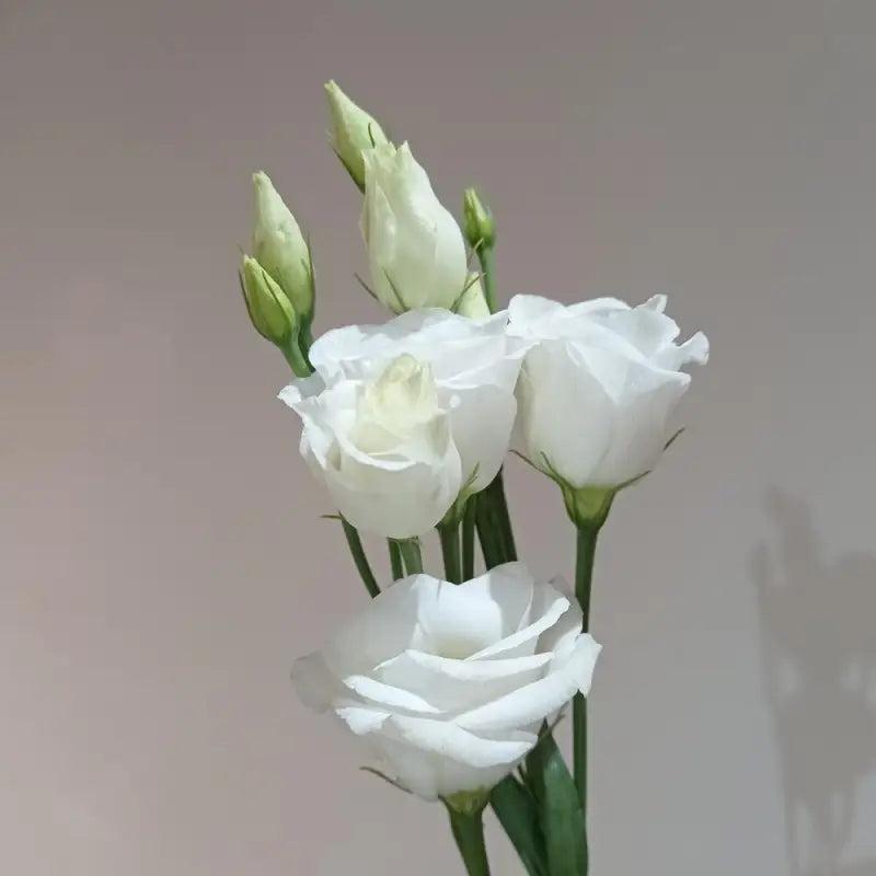 LISIANTHUS WHITE - DIY Wedding & Events Flowers - White / 16 -20 Inch (60 CM) / 10 - Fresh Cut Flowers