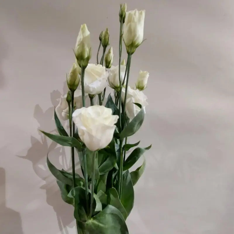 LISIANTHUS WHITE - DIY Wedding & Events Flowers - White / 16 -20 Inch (60 CM) / 10 - Fresh Cut Flowers