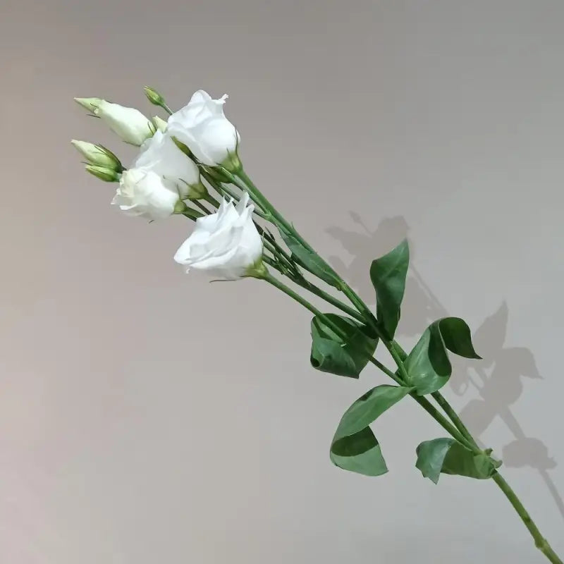 LISIANTHUS WHITE - DIY Wedding & Events Flowers - White / 16 -20 Inch (60 CM) / 10 - Fresh Cut Flowers