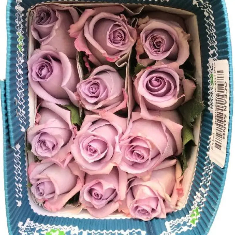 ROSE OCEAN SONG LAVENDER 50CM - bloombybunches