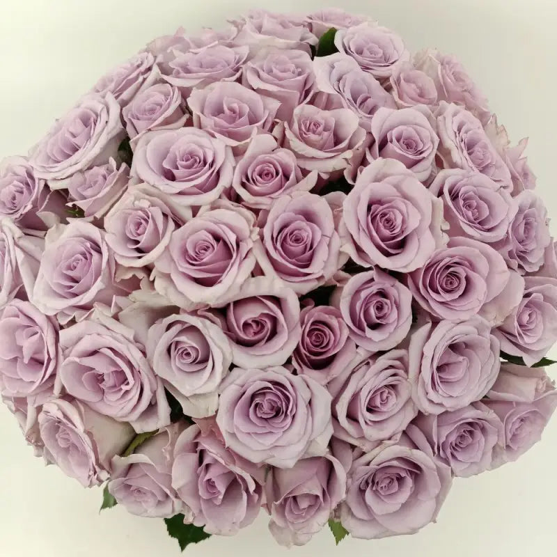 OCEAN SONG LAVENDER ROSE - Lavender / 60CM / 25 - Fresh Cut Flowers