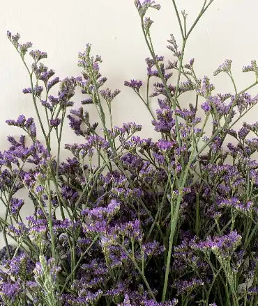 Purple statice flowers.