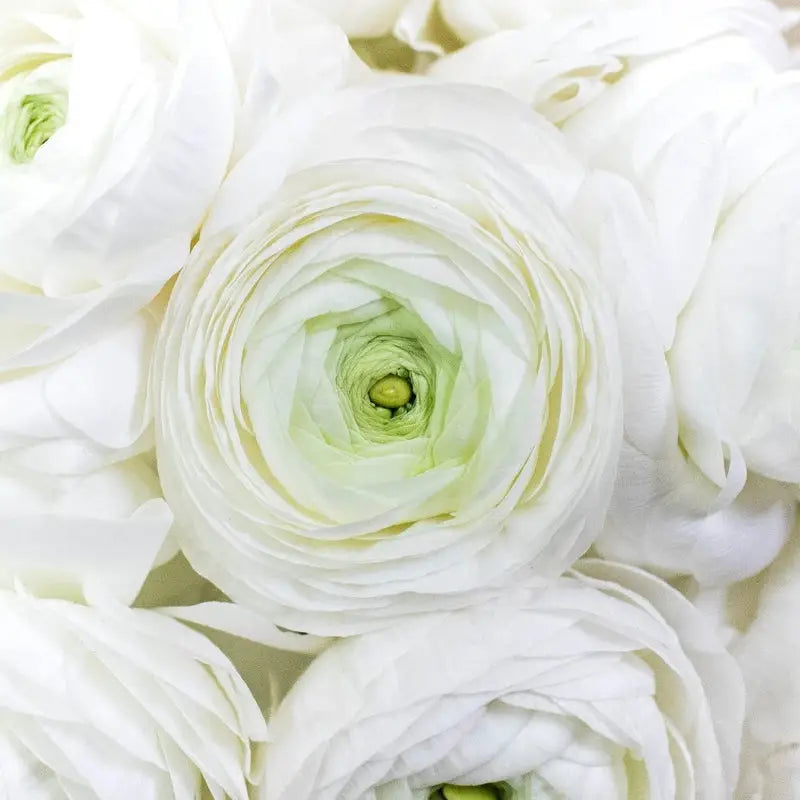 RANUNCULUS WHITE - White / 40CM / 10 - Flowers