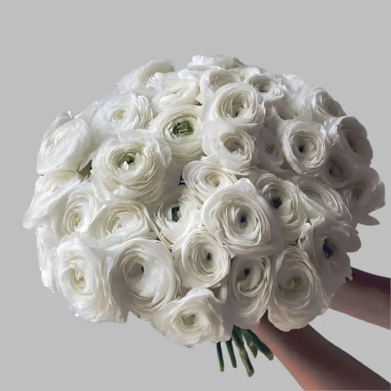 RANUNCULUS WHITE - White / 40CM / 10 - Flowers