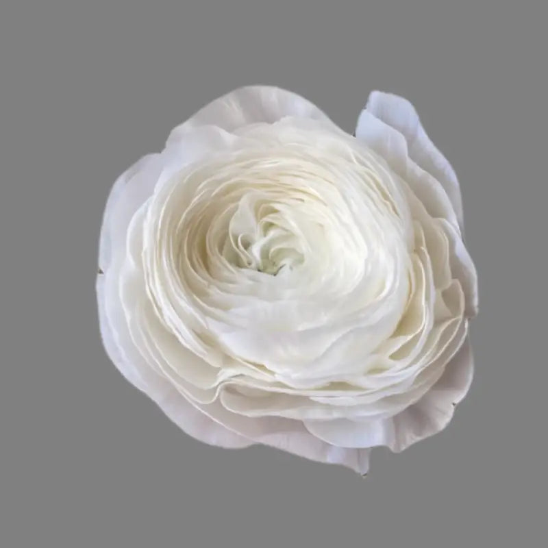 RANUNCULUS WHITE - White / 40CM / 10 - Flowers