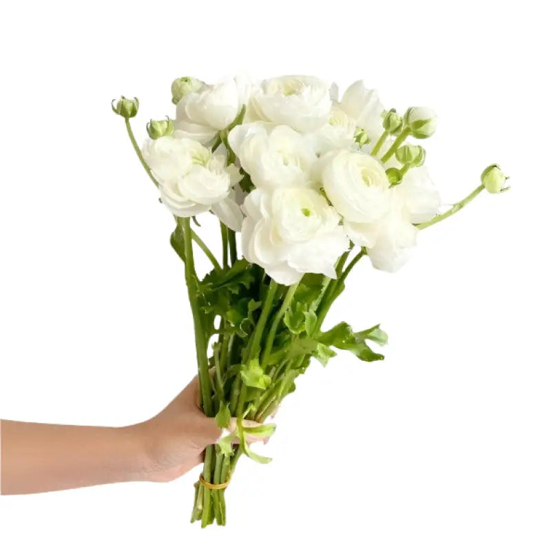 RANUNCULUS WHITE bouquet - bloombybunches