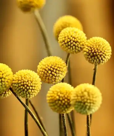Yellow billy button flowers.