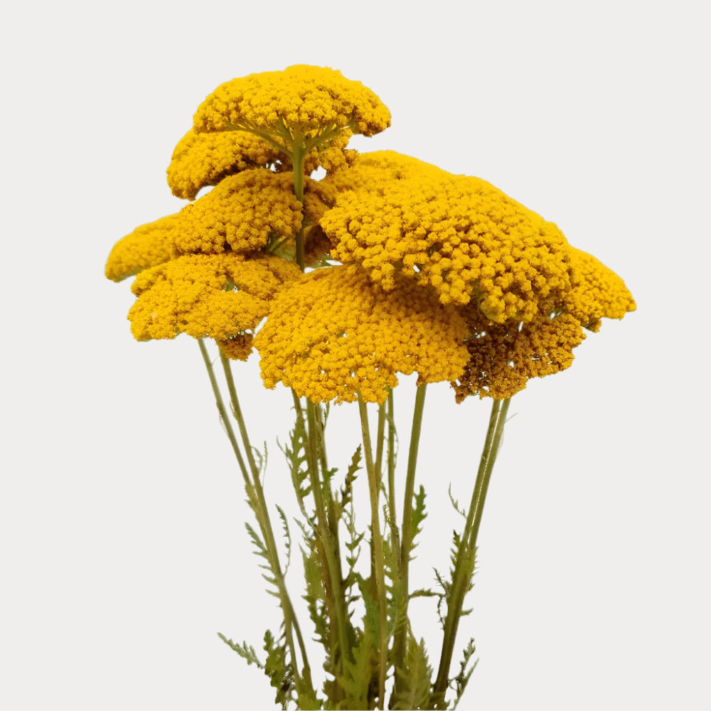 White ACHILLEA/YARROW YELLOW: Unique flower for vibrant arrangements. Available at BloomByBunches, Canada.