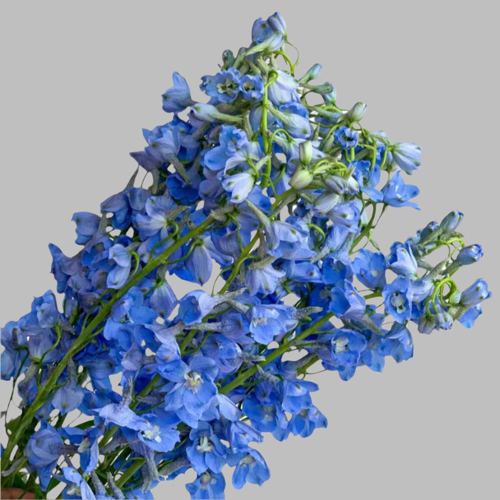 DELPHINIUM LIGHT BLUE - bloombybunches