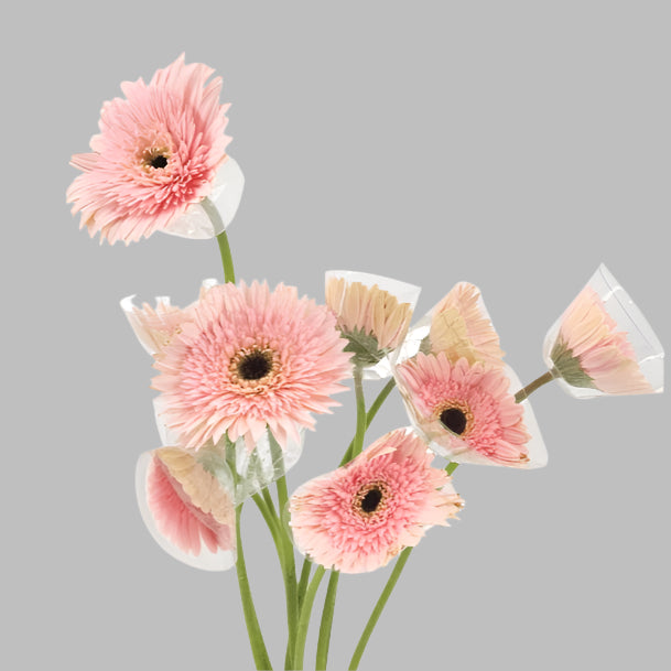 GERBERA MINI Light Pink (DARK EYE) bouquet - bloombybunches