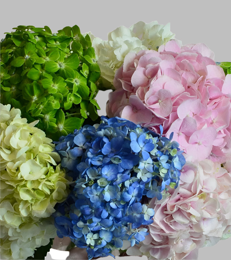 HYDRANGEAS NATURAL ASSORTED - bloombybunches