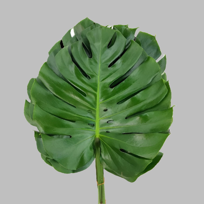 MONSTERA - bloombybunches