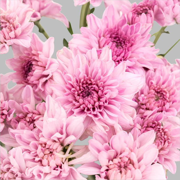 POMPONS CUSHIONS PINK (Spray Chrysanthemums) - bloombybunches