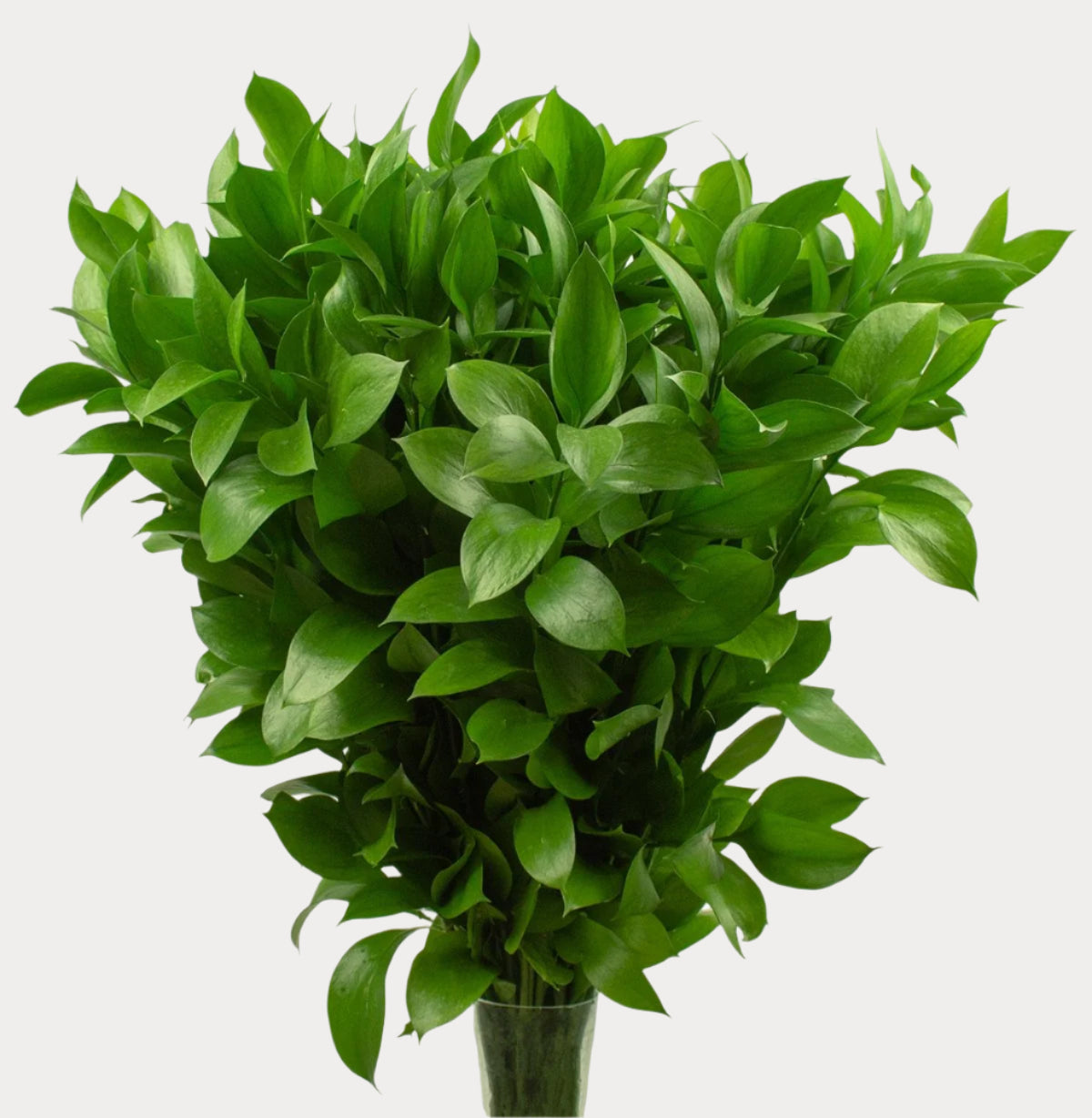 RUSCUS - bloombybunches