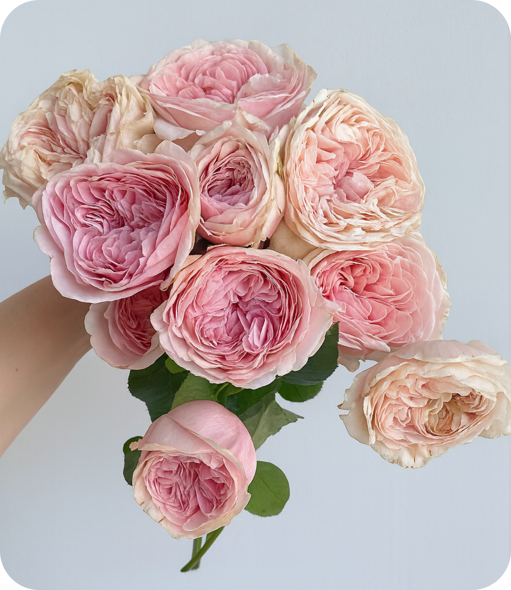 David Austin Roses