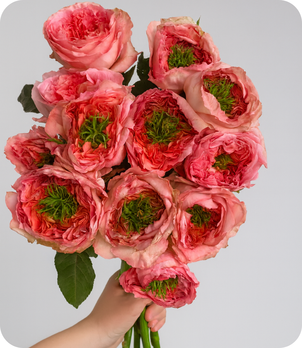 Garden Roses