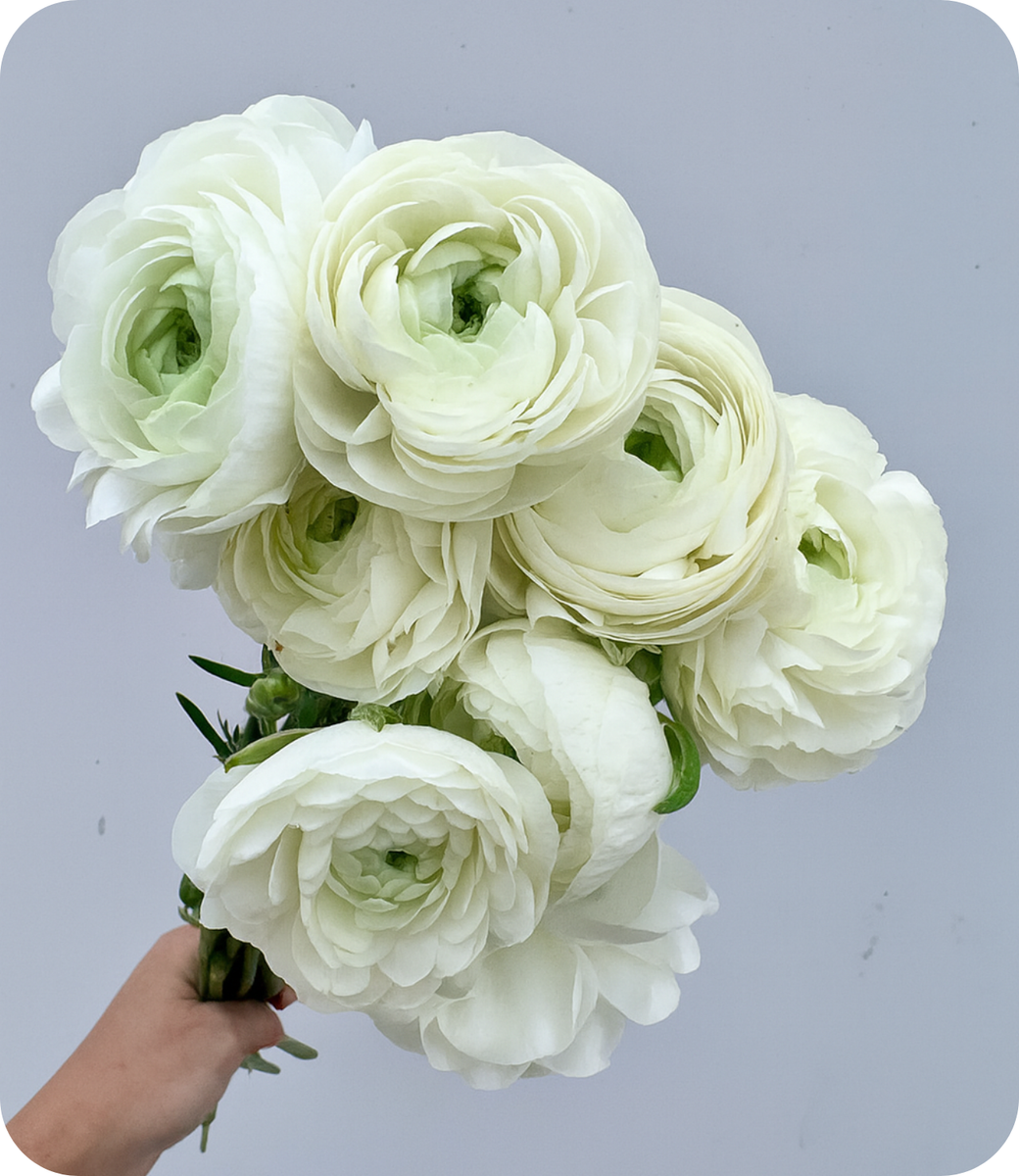 Ranunculus