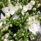 Load image into Gallery viewer, Freesia White Flower