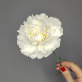 Load image into Gallery viewer, CARNATION WHITE