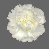 Load image into Gallery viewer, CARNATION WHITE