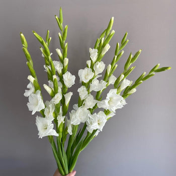 White gladiolus flower stems with long green buds against a gray background