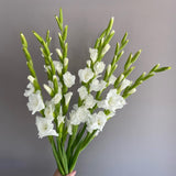 Load image into Gallery viewer, Gladiolus - White