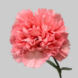 Load image into Gallery viewer, CARNATIONS PINK