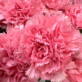 Load image into Gallery viewer, CARNATIONS PINK