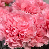 Load image into Gallery viewer, CARNATIONS PINK