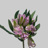 Load image into Gallery viewer, ALSTROEMERIA PURPLE
