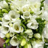 Load image into Gallery viewer, Freesia White Flower